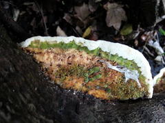 Trametes meyenii