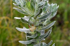 Xiphotheca fruticosa