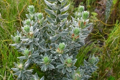 Xiphotheca fruticosa