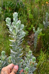 Xiphotheca fruticosa