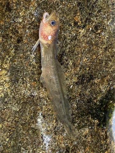 Northern rockling (Ciliata septentrionalis) — Lotidae — 3
