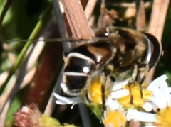 Eristalis dimidiata