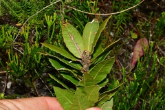 Morella kraussiana