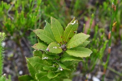 Morella kraussiana