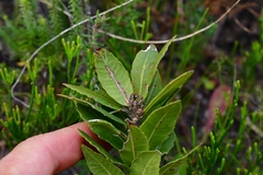 Morella kraussiana