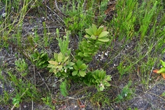 Morella kraussiana