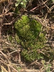 Bryophyta