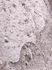 Dasymutilla sackenii