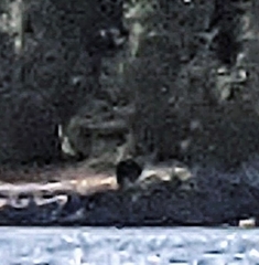 Ursus americanus hamiltoni