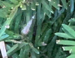 Nectopsyche exquisita