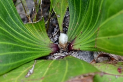 Mairia coriacea