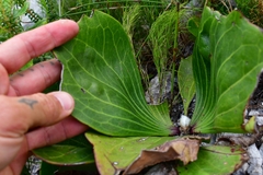 Mairia coriacea