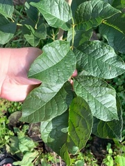 Fraxinus