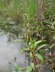 Persicaria tomentosa