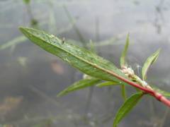Persicaria tomentosa