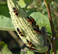 Oncopeltus fasciatus