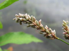 Persicaria tomentosa