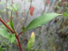 Persicaria tomentosa