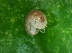 Buchnerillo litoralis