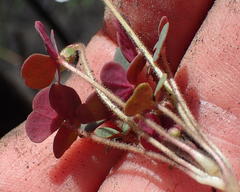 Oxalis punctata