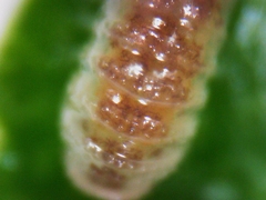 Buchnerillo litoralis