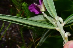 Podalyria oleifolia