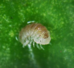 Buchnerillo litoralis