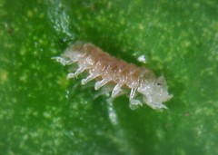 Buchnerillo litoralis