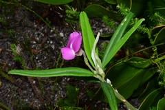 Podalyria oleifolia