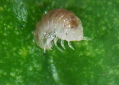 Buchnerillo litoralis