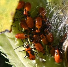 Oncopeltus fasciatus