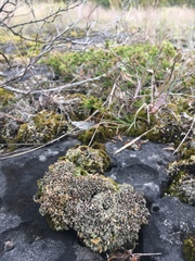 Bryoplaca sinapisperma