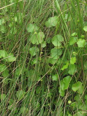 Hydrocotyle ramiflora