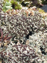 Bryoplaca sinapisperma