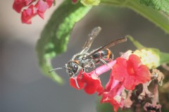 Ancistrocerus madaera