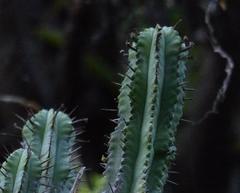 Anthacanthae