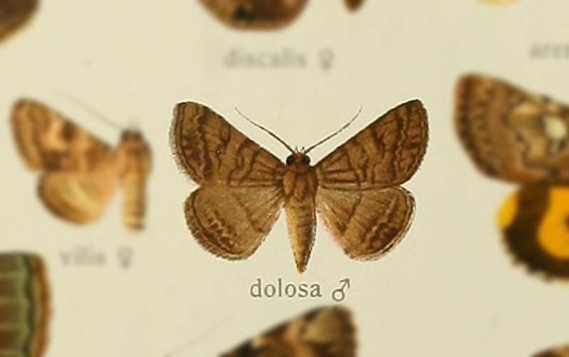Mocis dolosa