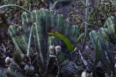 Anthacanthae