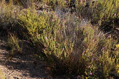 Pelargonium englerianum