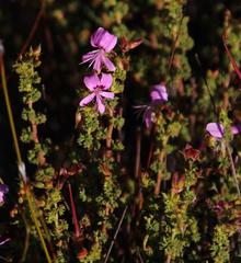 Pelargonium englerianum