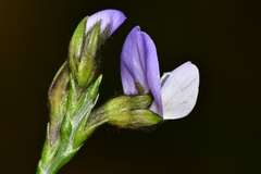 Psoralea congesta