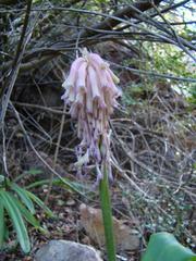 Veltheimia