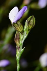 Psoralea congesta