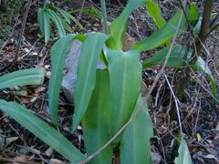 Veltheimia