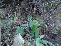 Veltheimia