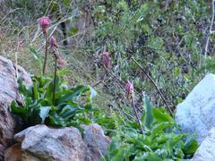 Veltheimia