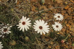 Dimorphotheca nudicaulis