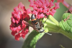 Ancistrocerus madaera