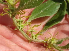 Tetragonia chenopodioides