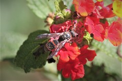 Ancistrocerus madaera